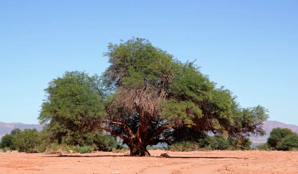Dry and Thorn Forests Dry and Thorn Forests