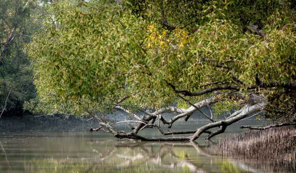 Mangroove in Sundarbans Mangroove in Sundarbans