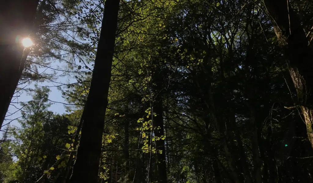 Restoration, Reforestation, and Urban Forestry Restoration, Reforestation, and Urban Forestry