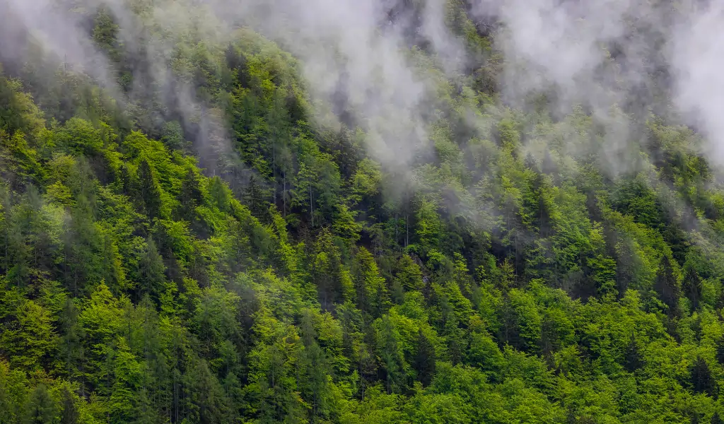 Trees and Climate Regulation Trees and Climate Regulation