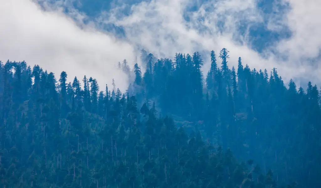 the evergreen deodars in mist, Manali the evergreen deodars in mist, Manali