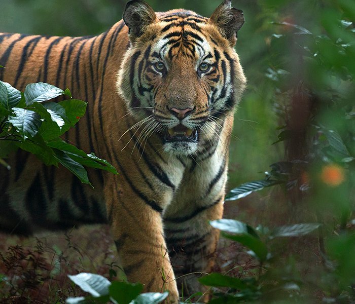 tiger safari in Bandhavgarh
