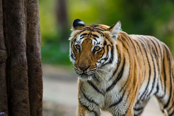 Tiger Safari Golden Triangle Tour: Best Culture & Tiger Tour