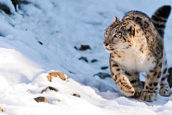 Snow Leopard Expedition with Best Leh Sight Seeing