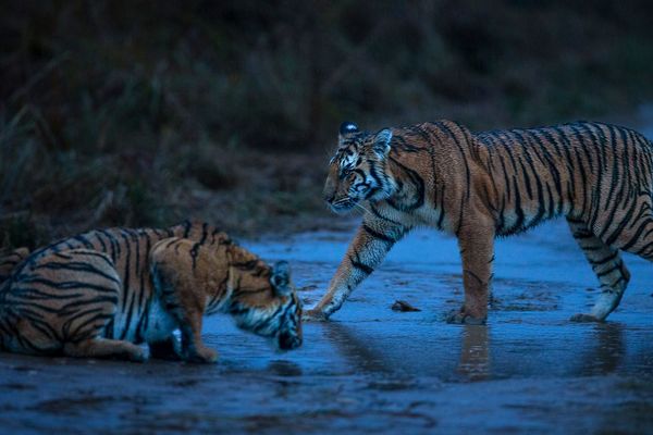 Big Cats of India Tour - Witness Most Elegant Cats in India