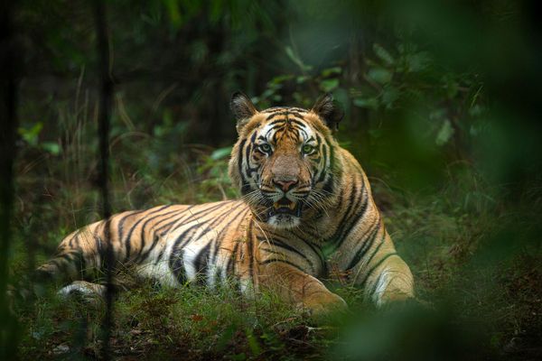 Tiger Safari In Bandhavgarh Tour Best Wildlife Tour