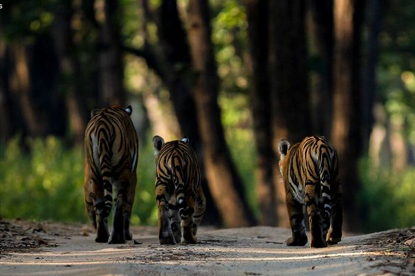 Tiger Safari Tours - Best Cultural & Wildlife Safari Tours