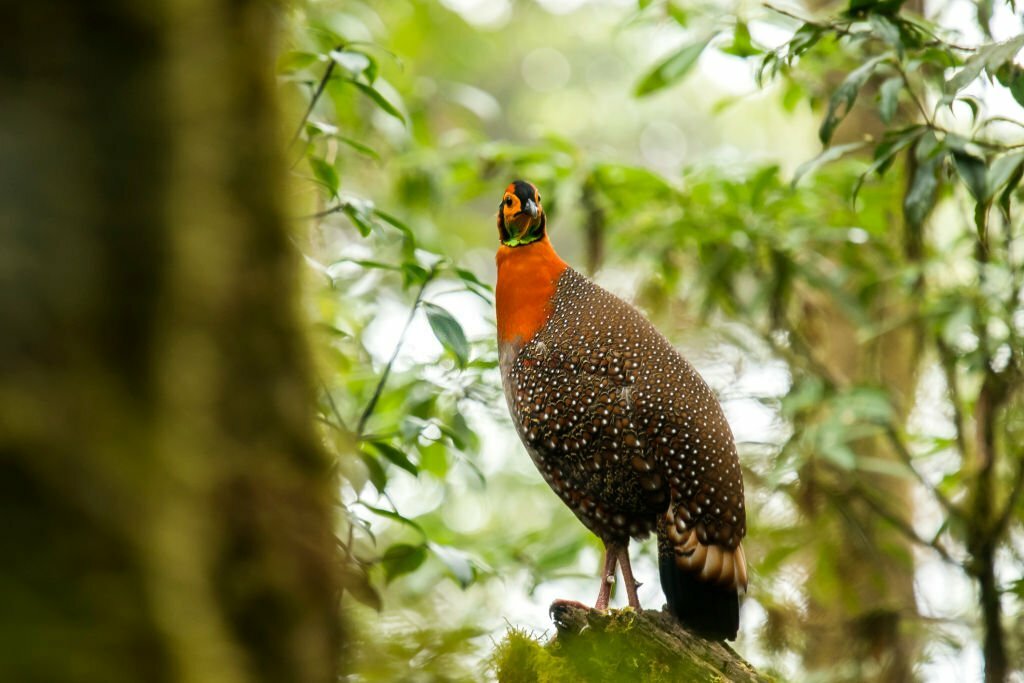 Blyth's Tragopan in Eaglenest Wildlife Sanctuary