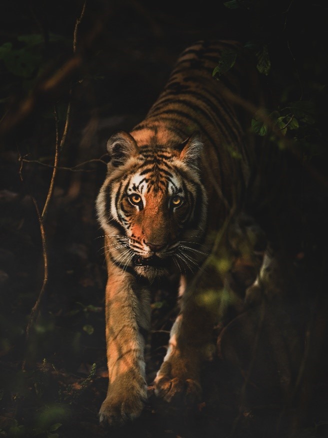 night tiger safaris in india