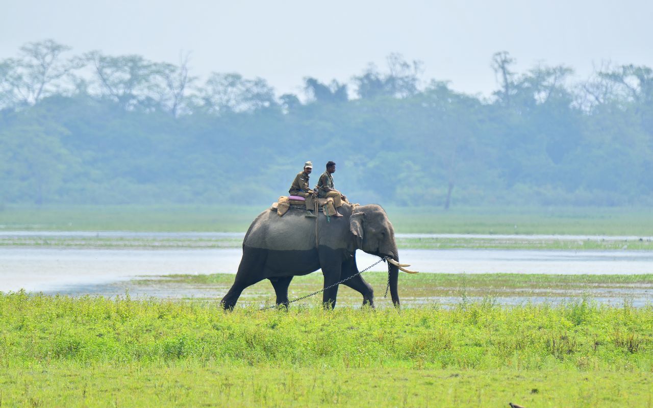 Forest guards patrolling Kaziranga National Park on elephant