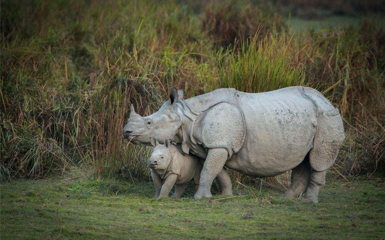 Indian one horned rhino specie