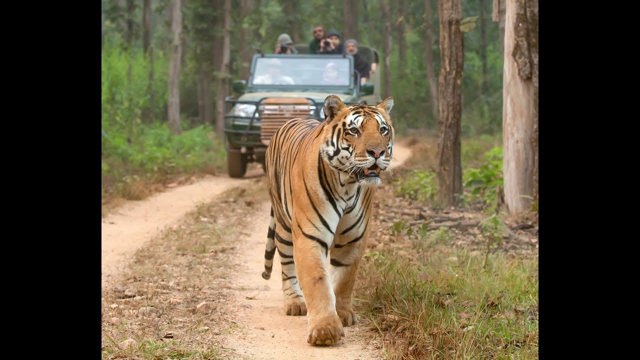 Video Thumbnail: Kanha Trails with Nature Safari India | Tiger Safari India | Kanha National Park | Feb' 2020