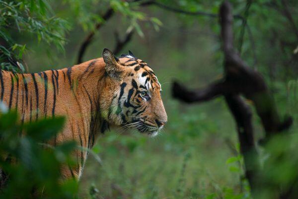 Tiger Safari Taj Mahal Tour with Best Culture & Wildlife