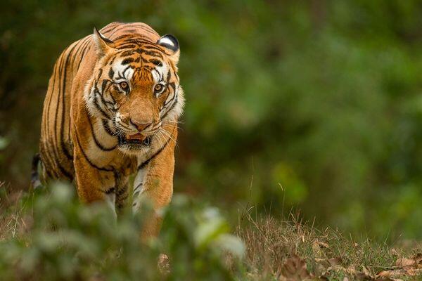 Tiger Safari and Rhino Tour - Best Wildlife Tour in India